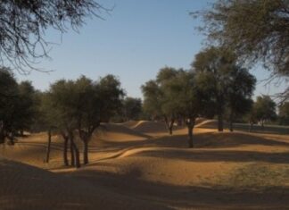 World Wildlife Day: Emirates and Dubai Desert Conservation Reserve’s efforts to restore and preserve fragile desert ecosystems
